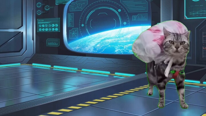 【Cat meme】Thanks to the five personalities for helping me recover one thousand yuan