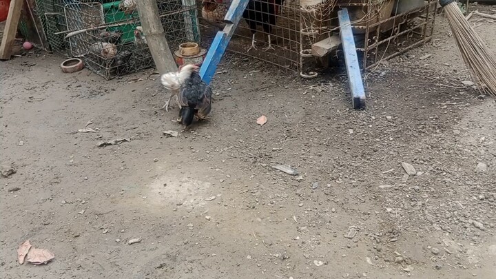 Sisiw pa lang palaban na 🤣