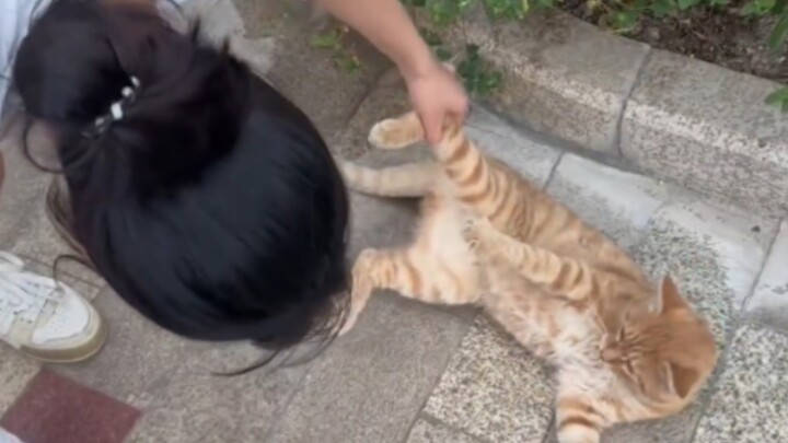 Cat: How presumptuous of you...