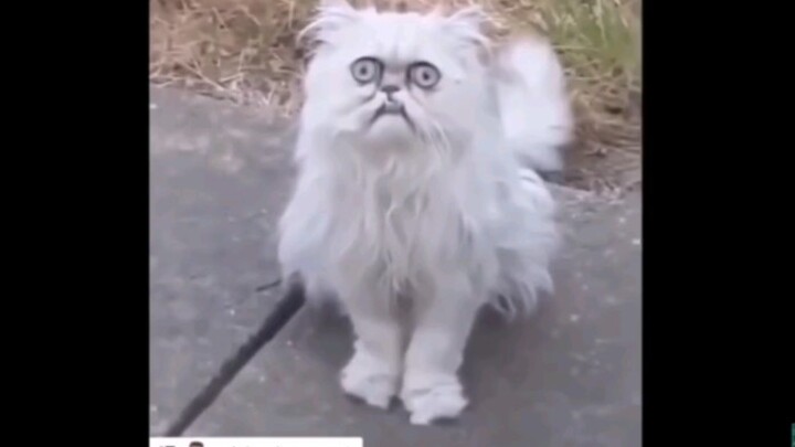 Versi lengkap lanjutan Nenek Kucing