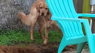 What if you haven't kept an eye on your dog for 4 hours... Surprised or not?