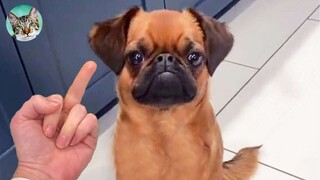 🐶🐱 Funny Dog Reaction Videos - Try Not To Laugh 🤣| Amazing Animals