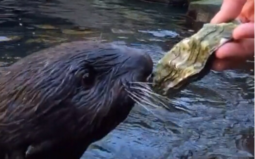 How sea otters open oysters