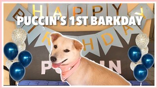 Aspin Dog's Birthday Party! | Dog Philippines