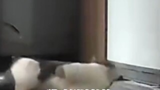 On December 12, in Shenyang, Liaoning Province: The cat was yawning just a second ago, but died the 