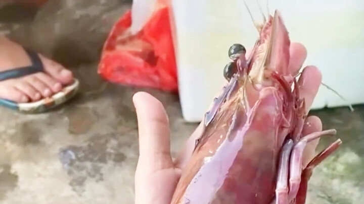 Apakah udang jenis ini bisa dimakan?