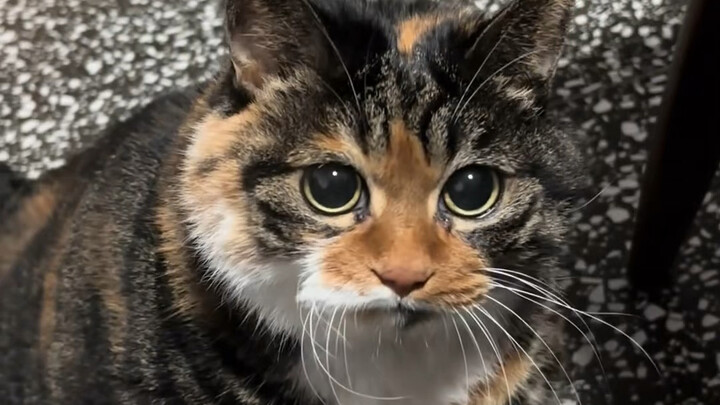 Kucing yang imut saat kecil, tapi ternyata sangat tampan ketika dewasa