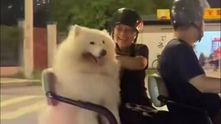 เหล่าสุนัขฮีโร่ที่ช่วยเยียวยาจิตใจ ไหนลองดูซิว่ามีใครยังไม่มีความสุขอีกบ้าง!