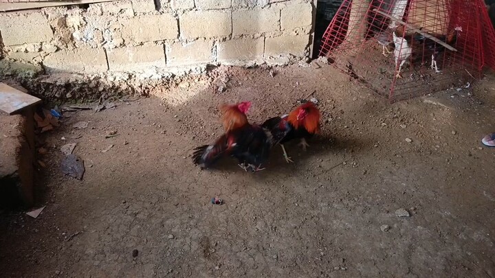 boston sweater vs hitman hatch sweater