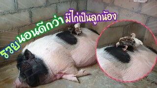 น้องรวยสบายแล้วมีลูกน้องรับใช้แล้วครับ🤣😂🐥🐖