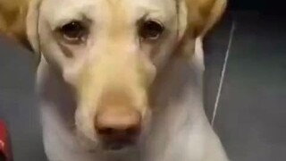 短短几秒钟，简直是经历了狗生的大起大落