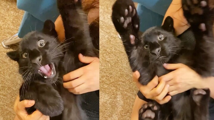 宝宝 你是一只豹豹~