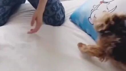难道这就是传说中的的静若处子动若脱兔？？？笑不活了，小小修狗竟有两副面孔(„ಡωಡ„)栓Q