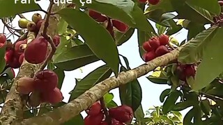 donghua