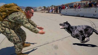 Most Emotional Dogs Reunions with Their Owners That Will Melt Your Heart ❤️Best of video 2023