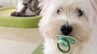 Never, ever walk your dog with this kind of chest and back harness! Because