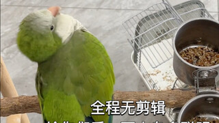 لو لم يتم تصوير هذه اللقطة، لشعرت بالندم الشديد!!!!!!!! لأن عينيه تقعان على الجانبين، فقد ظل يحمل بر