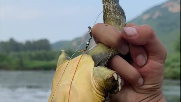 Shallow waters breed many turtles