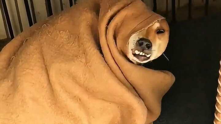 Anjing: Di cuaca dingin begini, sebaiknya kamu memang ada urusan.