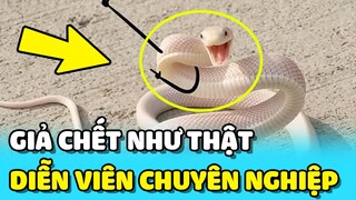 💥Chú Rắn GIẢ CHẾT như một DIỄN VIÊN CHUYÊN NGHIỆP khi bị bắt | TIN GIẢI TRÍ