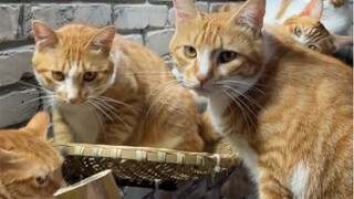 Make a bamboo cat ladder for your furry friends