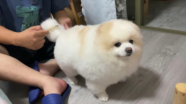 Chú lợn con đội lốt chó