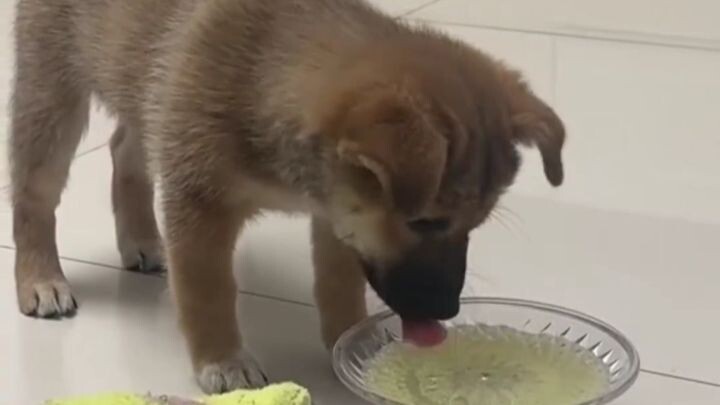 Little Cute Dog: This soda packs a punch—drink one and you’ll be hooked!