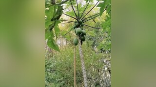 funny cườikhôngnhặtđượcmồm chaybothoinao thanthaidontet