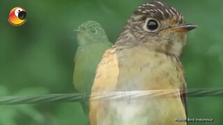 Sikatan Besi Atau Ferruginous Flycatcher