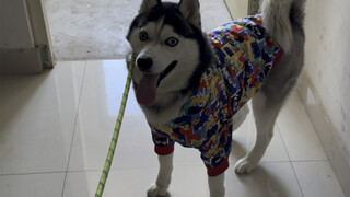 Tidak memakai kecepatan ganda, coba rasakan pengalaman anjing husky keluar rumah