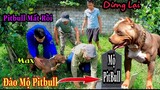 Đào Mộ PitBull Thợ Săn Số 1 Việt Nam|Săn Bắt Ẩm Thực Vùng Cao|Phương QN