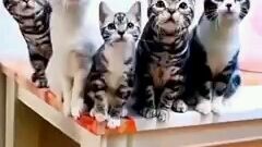 Remix kucing lokong lokong..