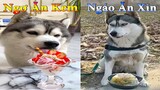 Thú Cưng TV | Dương KC Pets | Ngáo Và Ngơ #11 | chó thông minh vui nhộn | funny cute smart dog