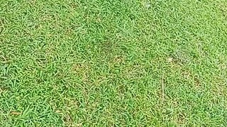 my 8 months old vs banded grabi palo ng kalaban