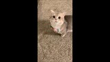 Cute Cat Meow