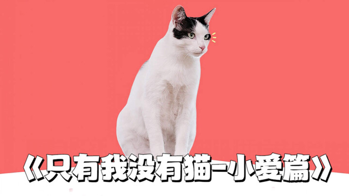 You’ll never guess how much a cat loves its human from the cat’s point of view!