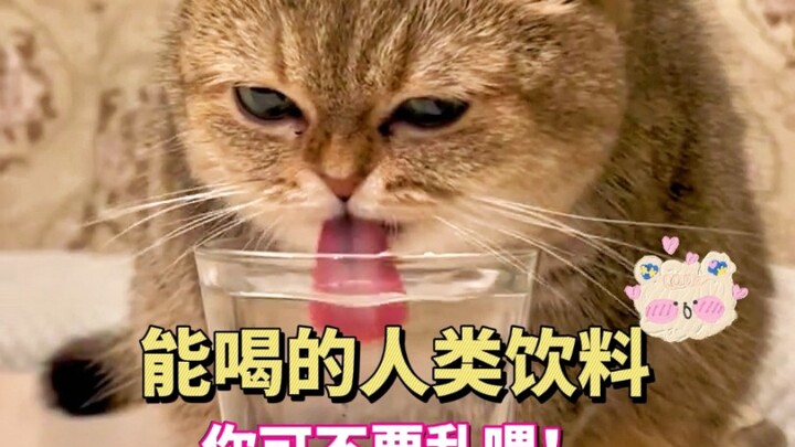 Human Drinks Your Cat Can Actually Enjoy—New Cat Parents, Look This Way! 🐱