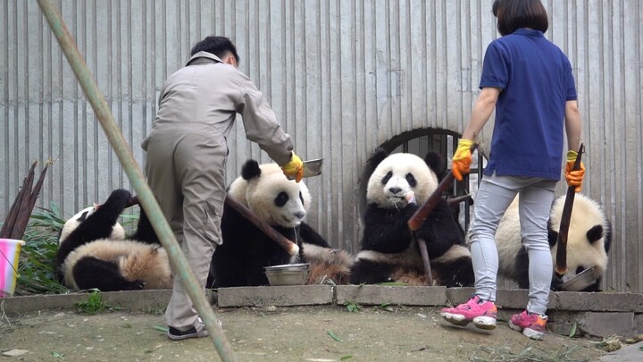 [Gấu trúc] Bao Bao và Dou Dou lại muộn một bước nữa rồi