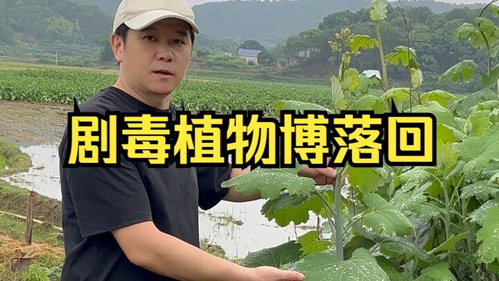 Get to know one highly toxic plant in a minute—worth sharing and saving!
