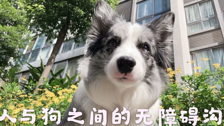 Border collie tetap border collie, anjing tetap anjing; komunikasi tanpa hambatan seperti ini masih 