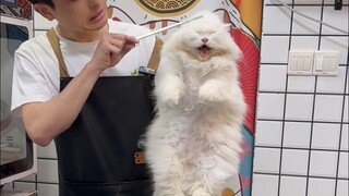 Educational Irritable White Cat Grooming