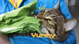 [Động vật]Mèo ăn chay