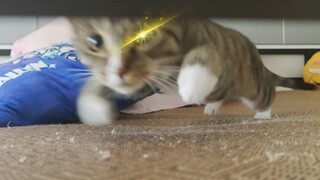 The last scene of Shushu's life
