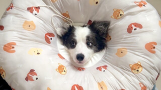 边牧生气逻辑：都是妈妈 全怪妈妈 讨厌妈妈