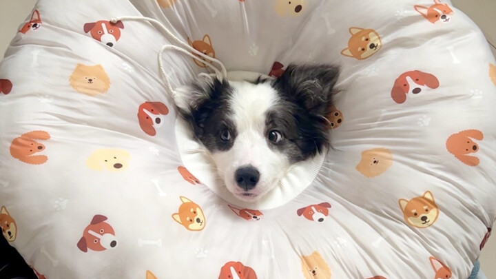 منطق كلب الراعي الأسكتلندي الغاضب: كل شيء بسبب الأم، كله خطأ الأم، أكره الأم