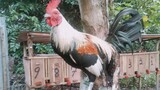 my native chicken vs farm na manok mamahalin. .  saakin 800 ko lng nbili🤣🤣🤣