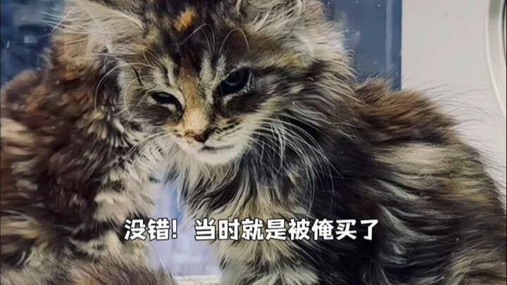 Ternyata kucing idaman yang selama ini ramai di internet ternyata kamu yang pelihara