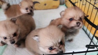 siapa mereka sebenernya