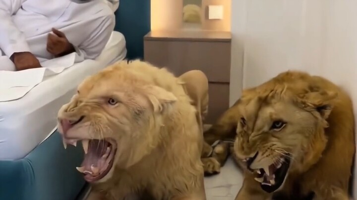 Aren't you afraid these two huge lions at home will eat people?