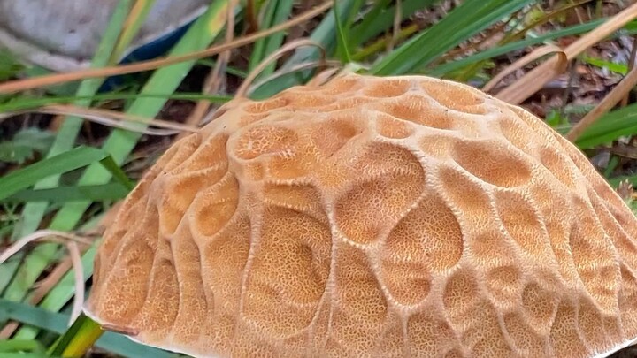 ที่สุดปลายป่า คือแสงสว่างที่กระจัดกระจาย~